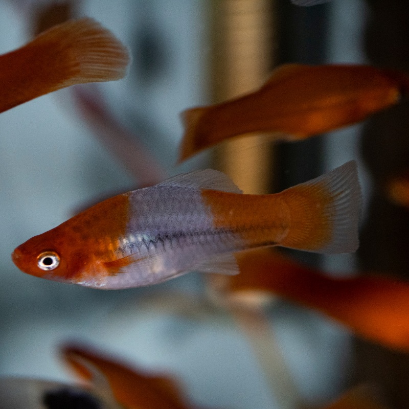 Kohaku Koi Swordtail