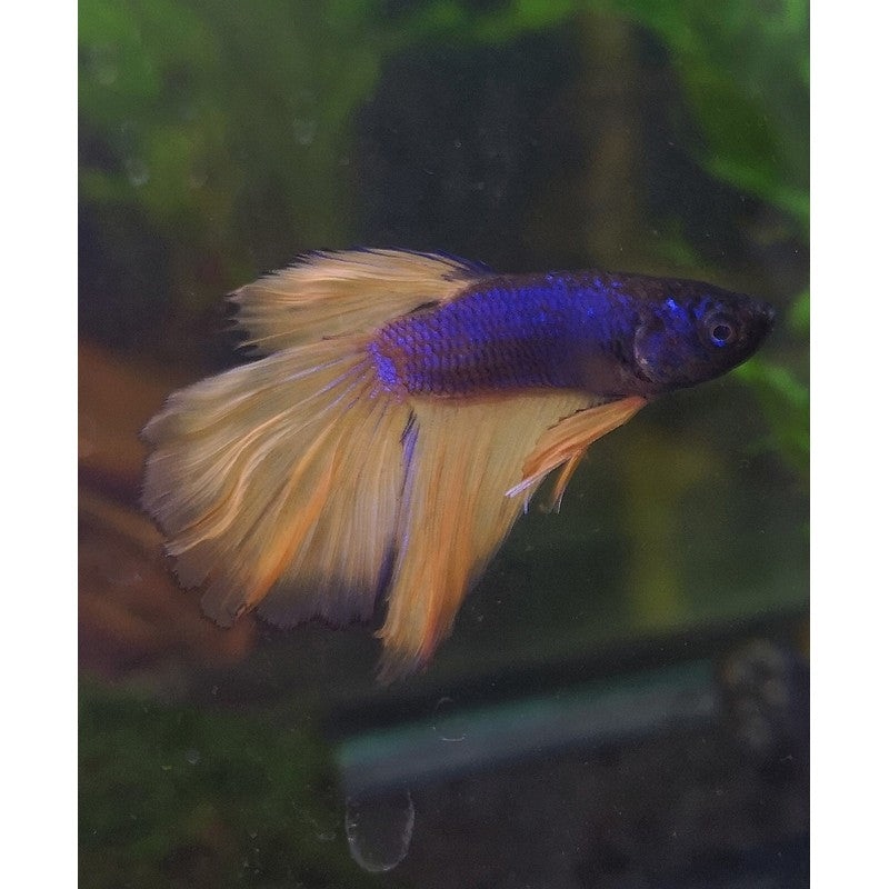 Male Mustard Veiltail Betta Siamese Fighting Fish