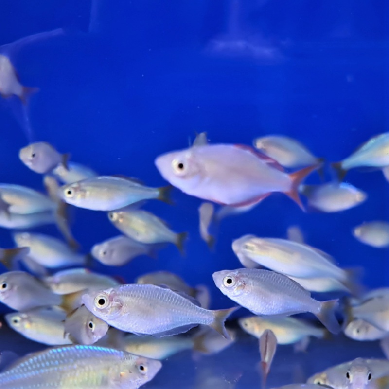 Neon Dwarf Rainbowfish