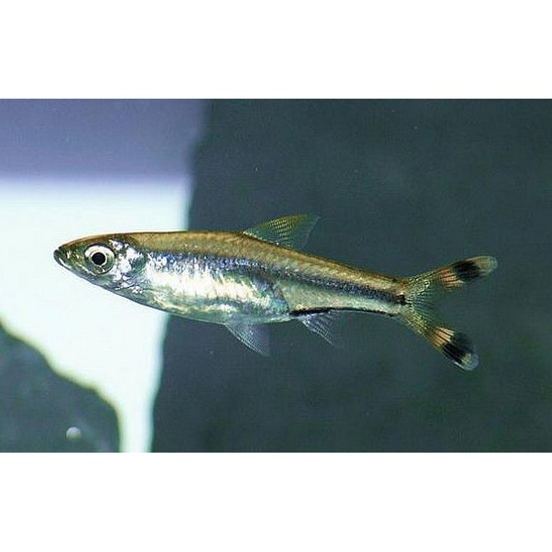 Scissor Tail Rasbora