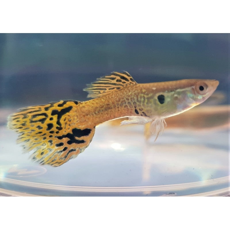 Yellow Cobra Male Guppy