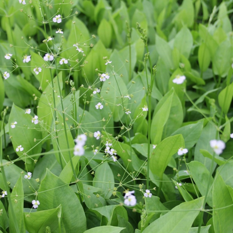 Alisma Plantago Aquaticum European Water Plantain