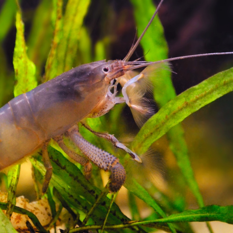 Cameroon Armoured Fan Shrimp