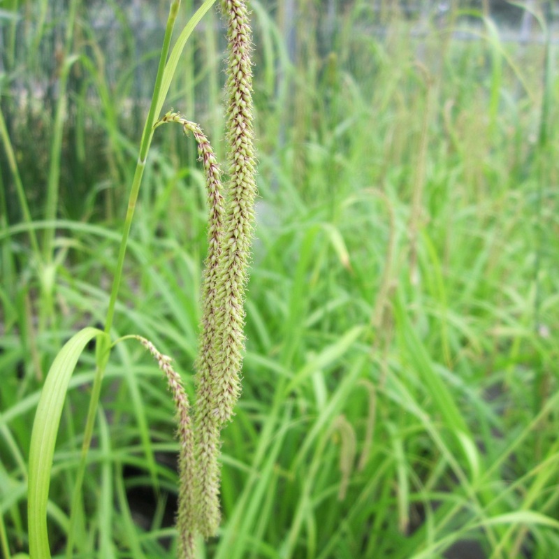Carex Pendula Pendulous Sedge
