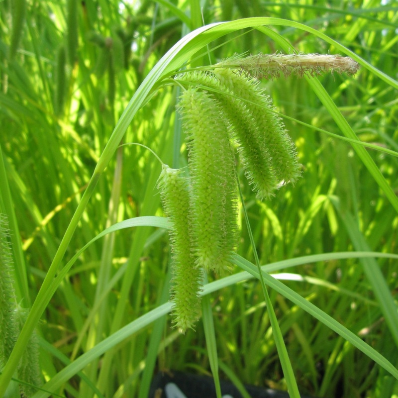 Carex Pseudocyperus Cyperus Sedge