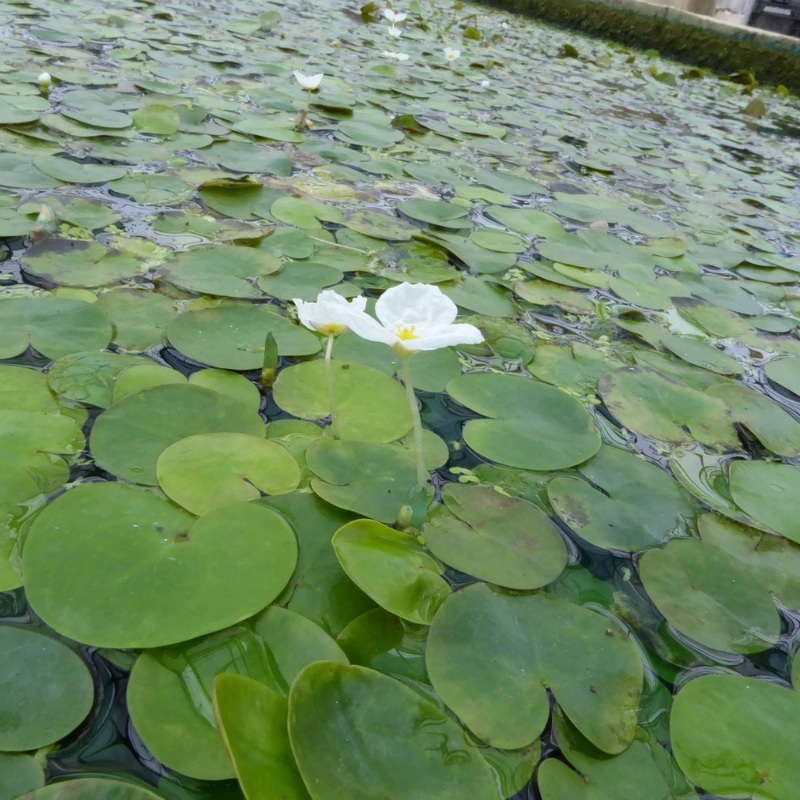 Frogbit Hydrocharis Morsus Ranae