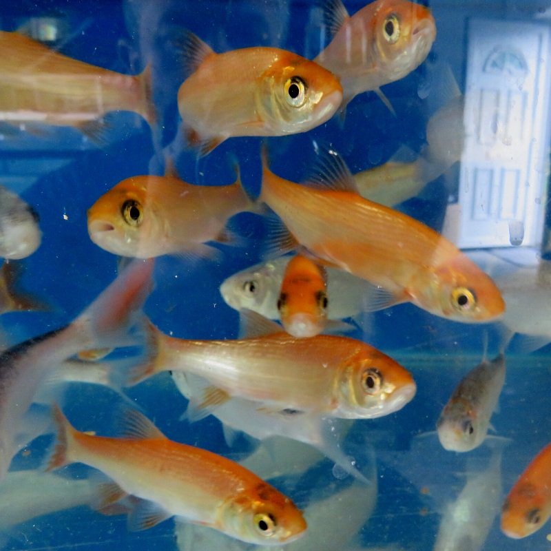 Golden Orfe 2-3"