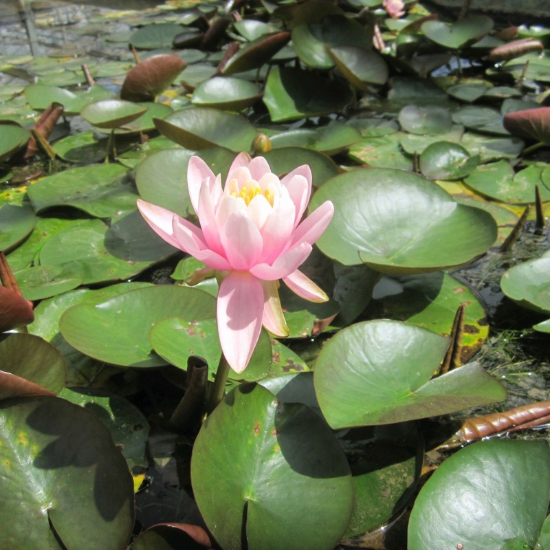Nymphaea Odorata Firecrest Water Lily 3 Ltr