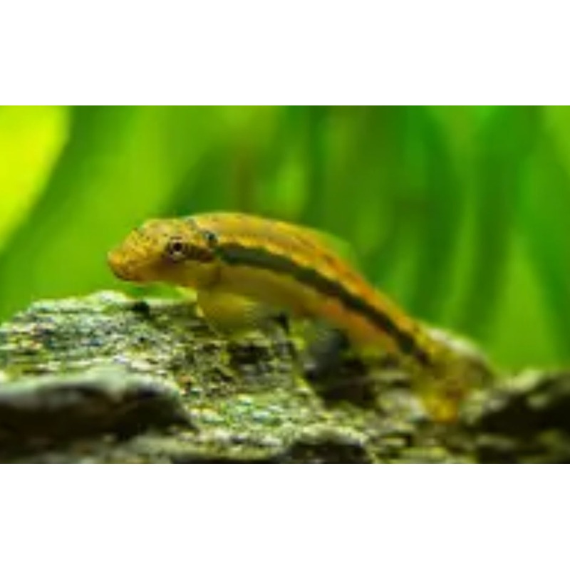 Algae Eater (Chinese)