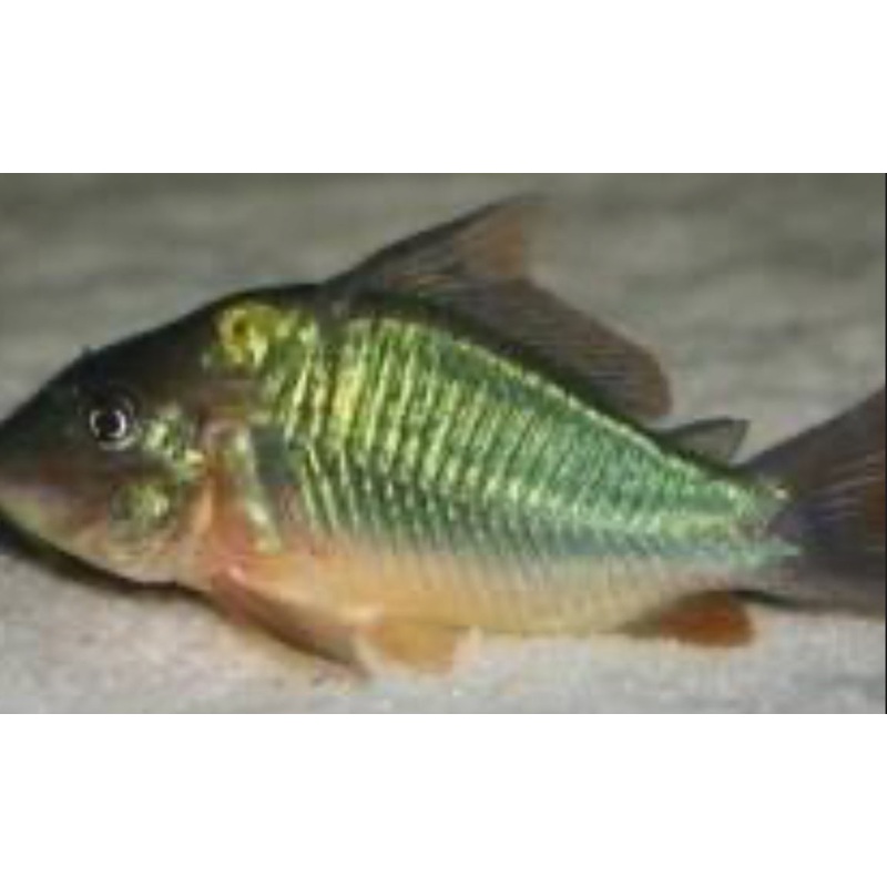 Coridora Multiradiatus GT