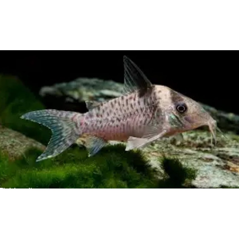 Corydora Delphax