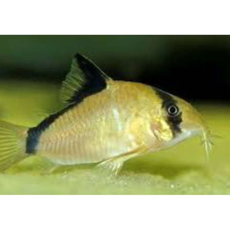Corydora Metae