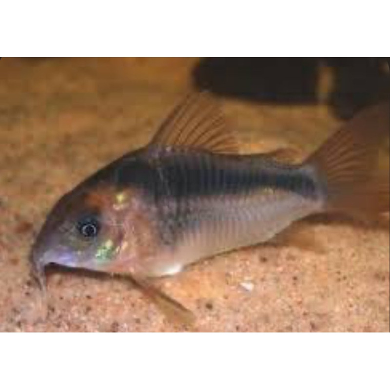 Corydora Rebauti