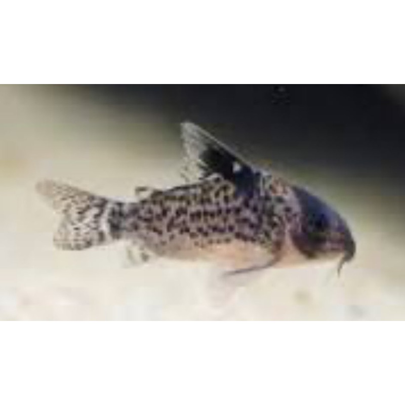 Corydoras Leucomelas