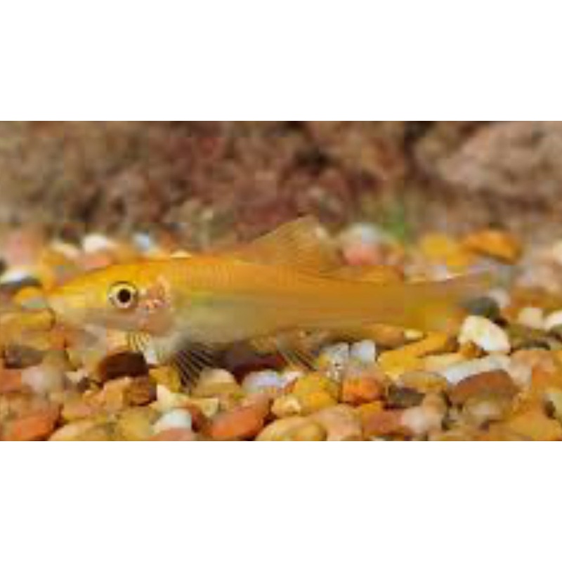 Gold Algae Eater