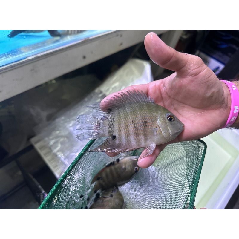 Inirida Severum (Heros Sp. Inirida)