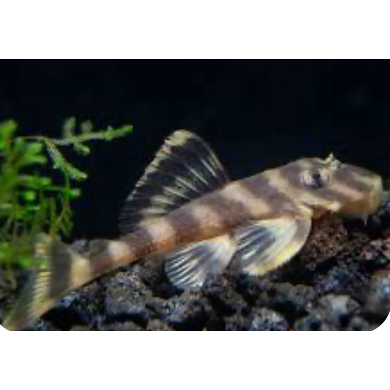 L168 BUTTERFLY PLECO (DEKEYSERIA PICTA)