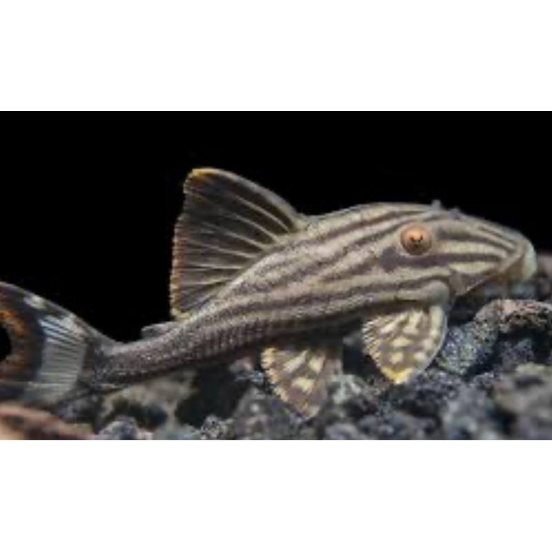 L190 Royal Pleco (Panaque Nigrolineatus)