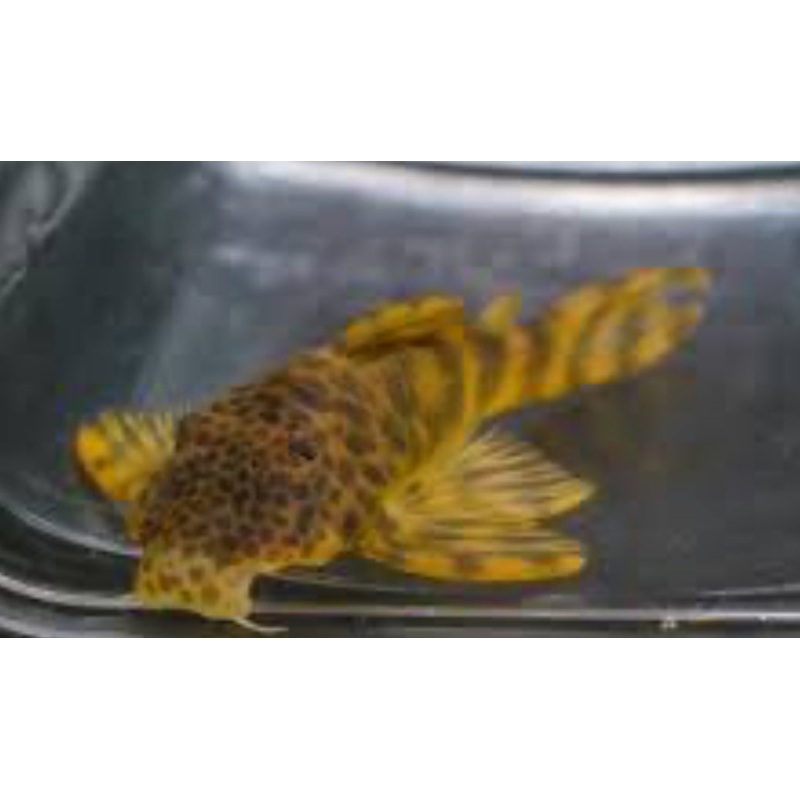 L243 Orange Zebra Pleco (Peckoltia Wernekei)