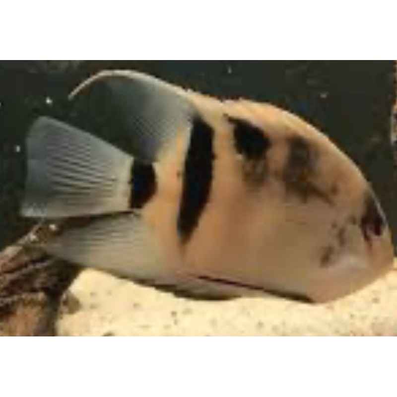 Panda Uaru Cichlid (Uaru Fernandezyepezi)