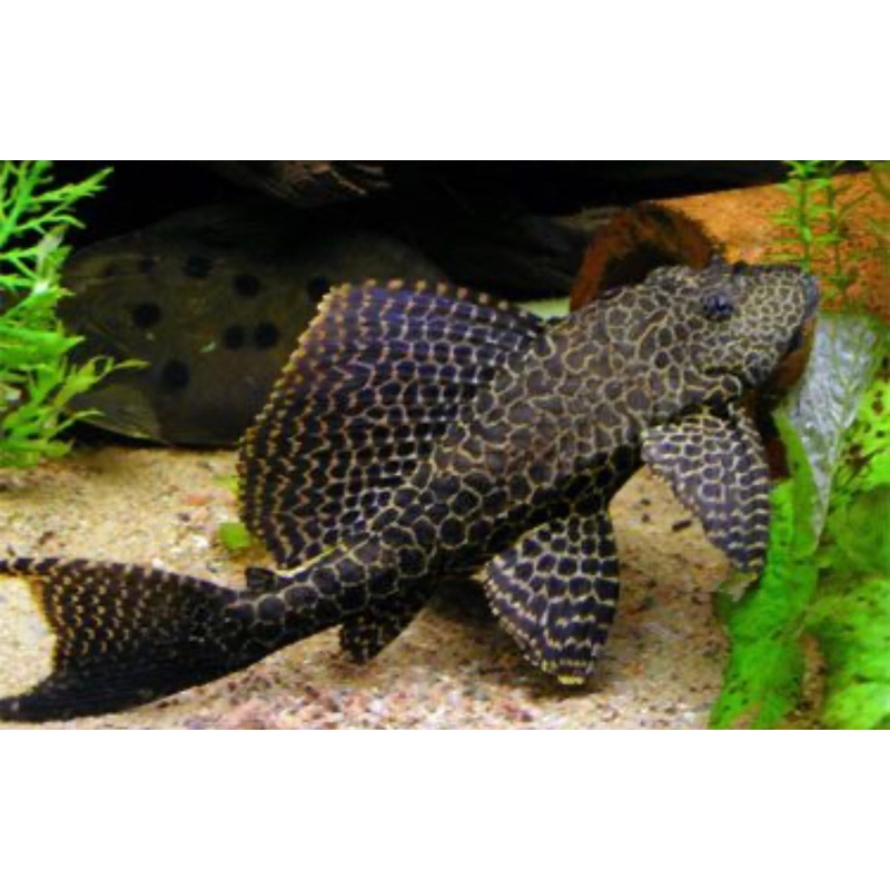 Sailfin Pleco XL