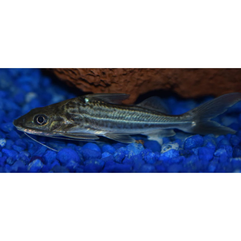 4 Line Pimelodella