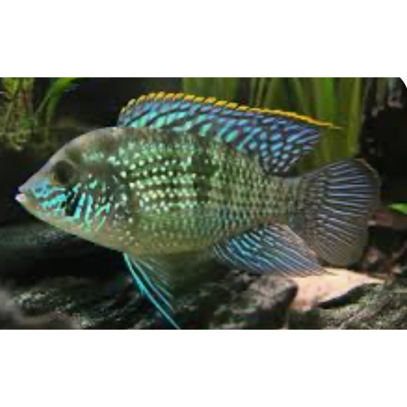 ACARA  BLUE ACARA CICHLID FISH