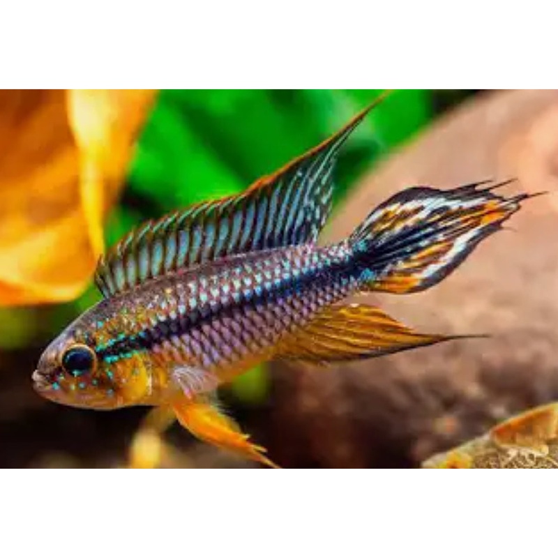 Apistogramma Agassizii