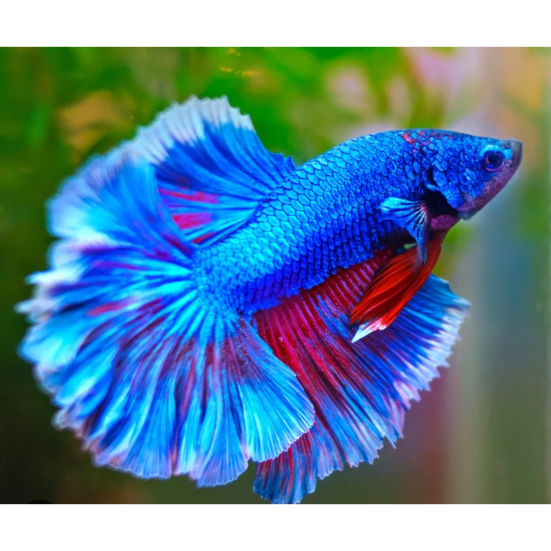 Assorted Show Male Bettas