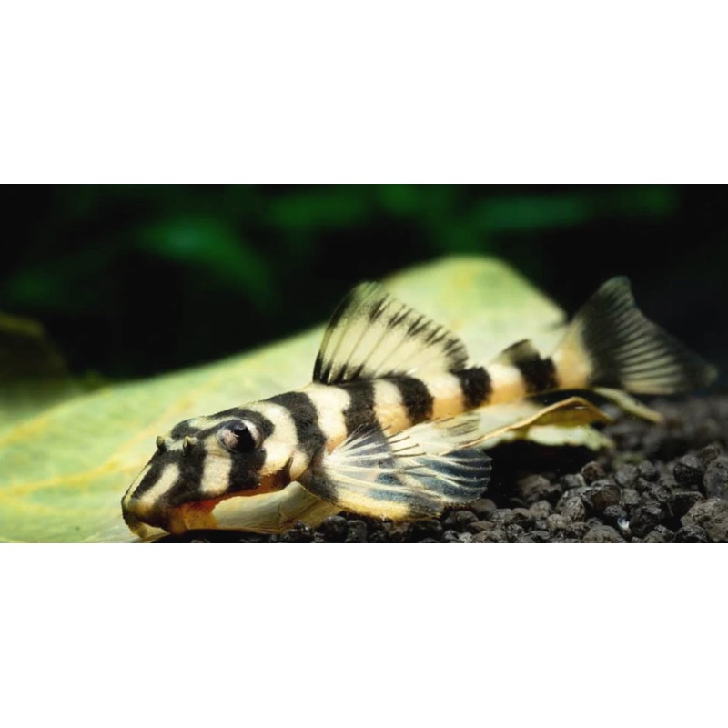 Atabapo Pleco L052
