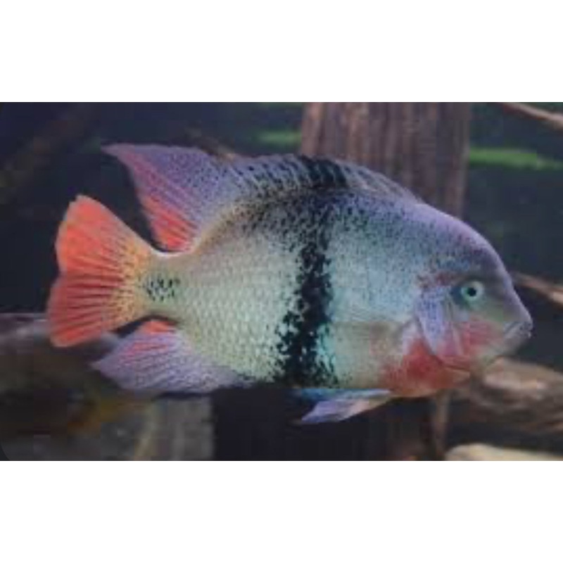 Black Belt Cichlid (Vieja Maculicauda)