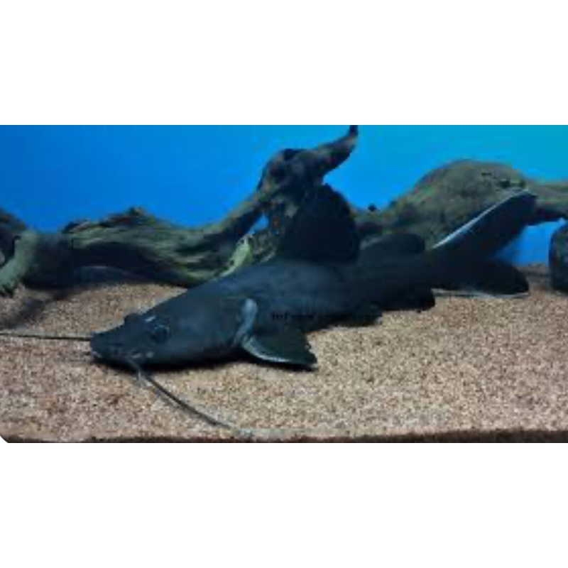 Black Devil Catfish (Hemibagrus Wyckii)10-12