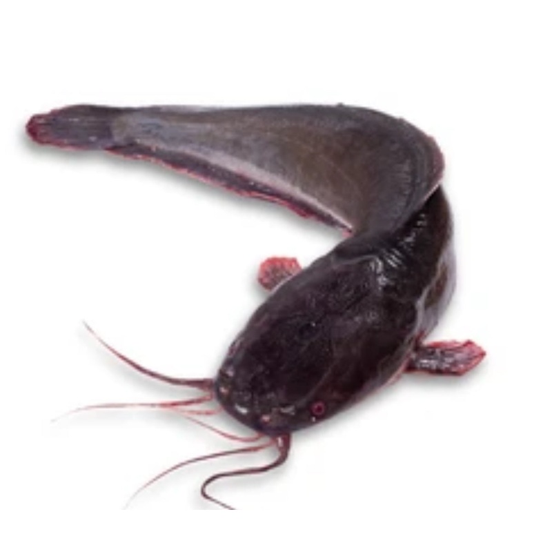 Black Whale Cat-md