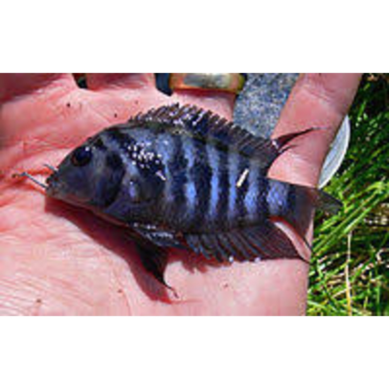 Blue Convict Cichlid
