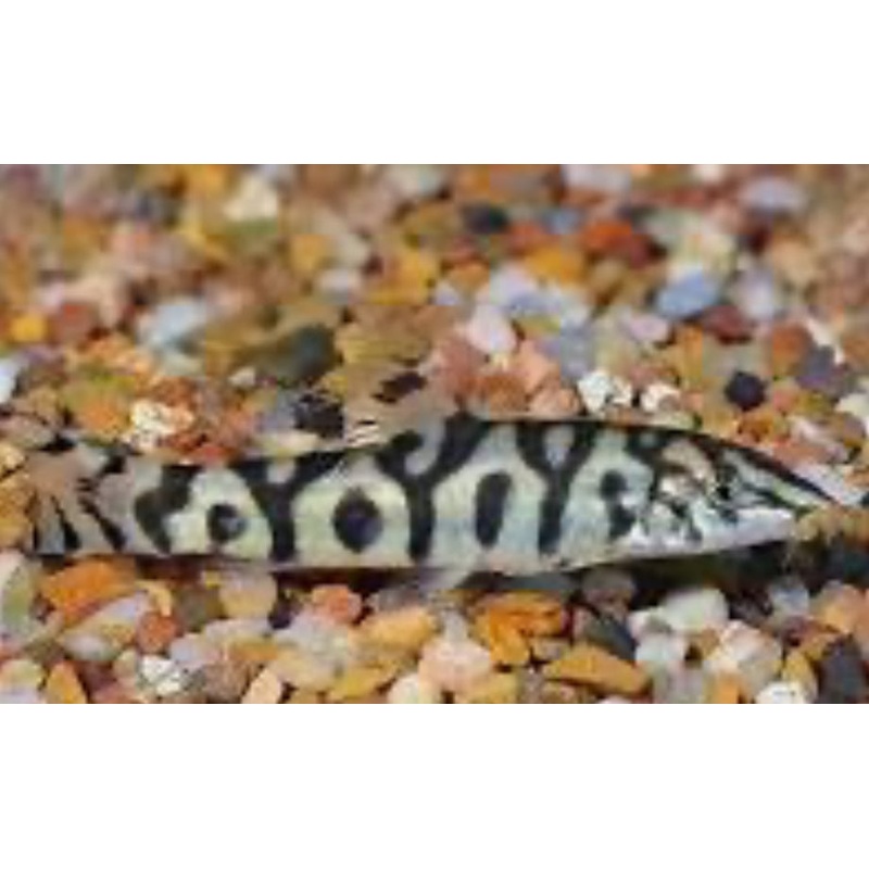 Botia Lohachata