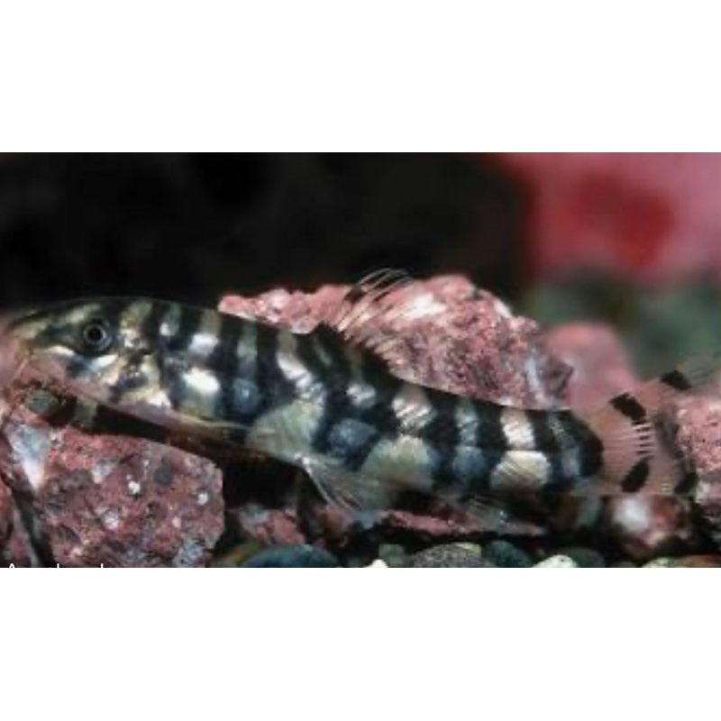 Botia Rostrata (zebra Loach) ml