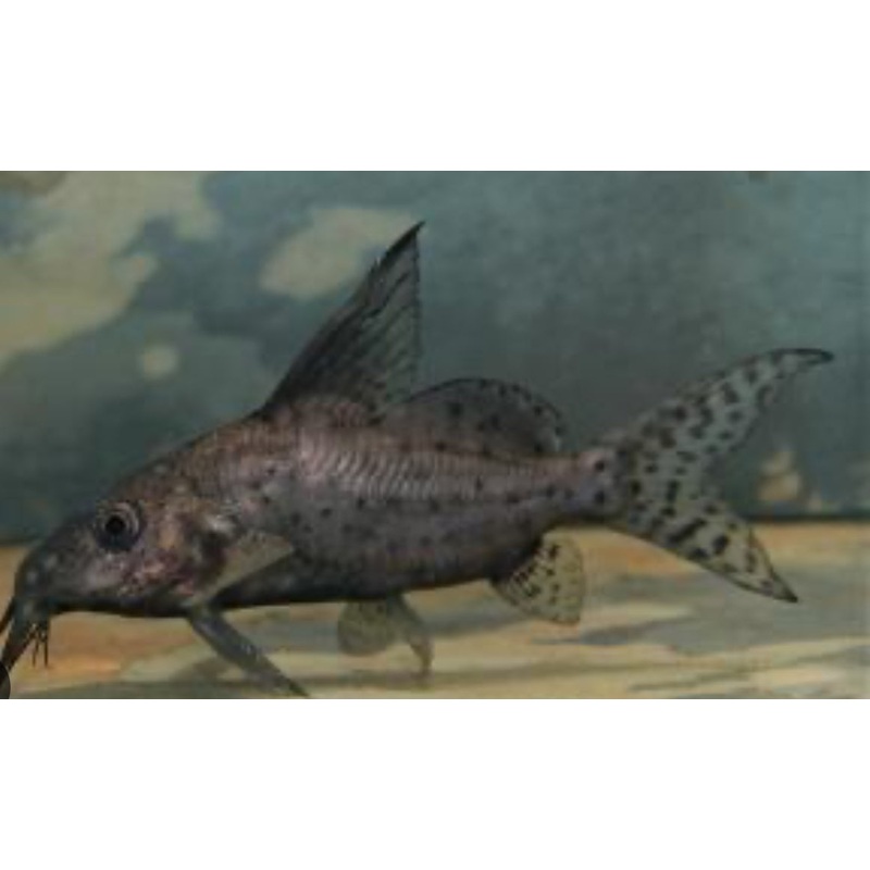 Brachysynodontis Batensoda