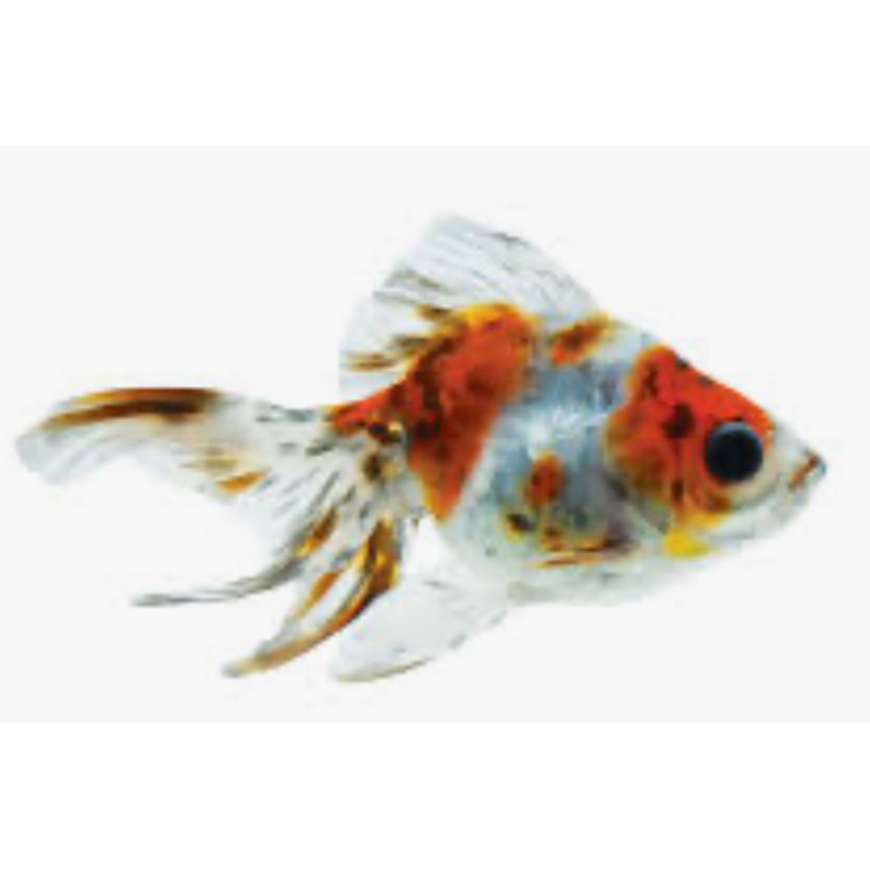 Calico Ryukin 3.5"