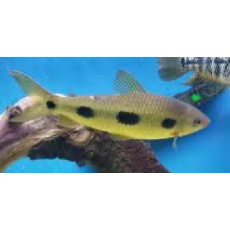 Clown Spotted Leporinus