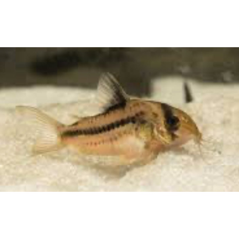 Corydora Decker