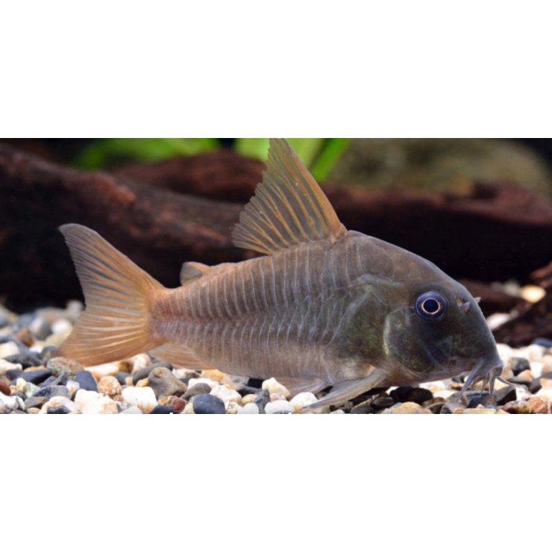 Corydoras Concolor
