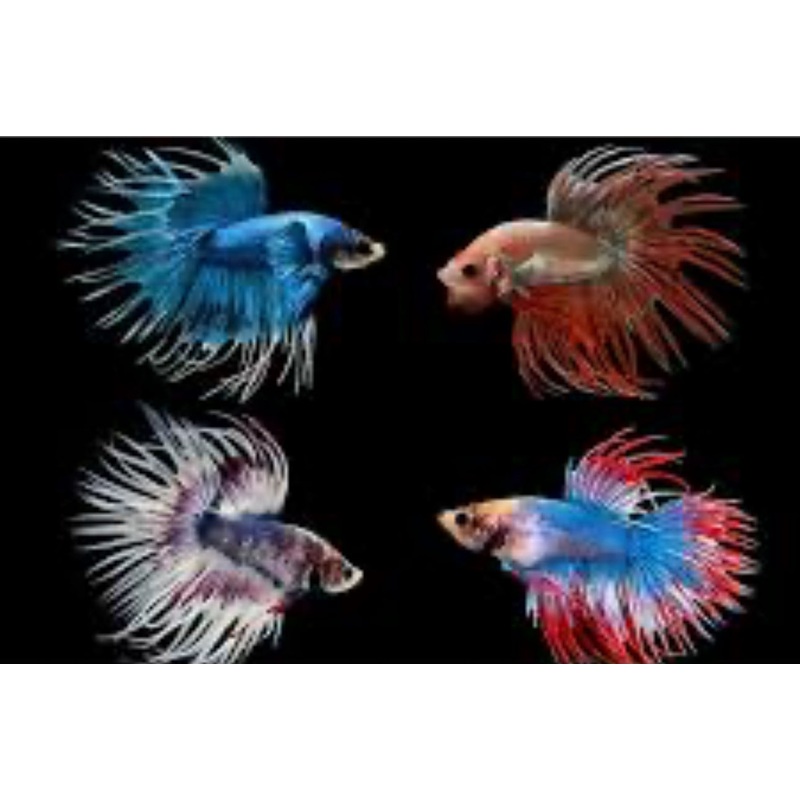 Crowntail Male Betta