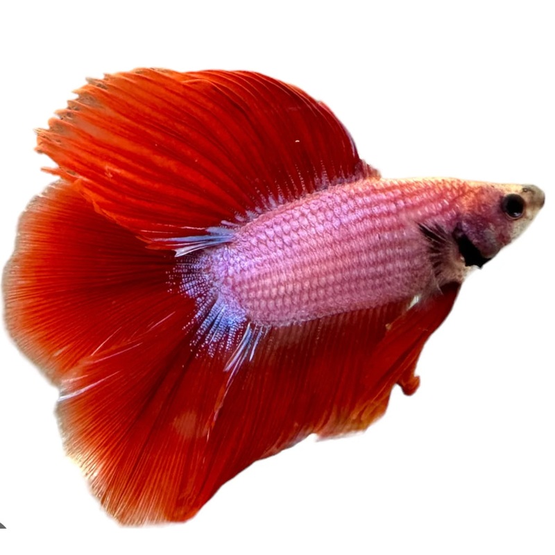 Double Tail Male Betta