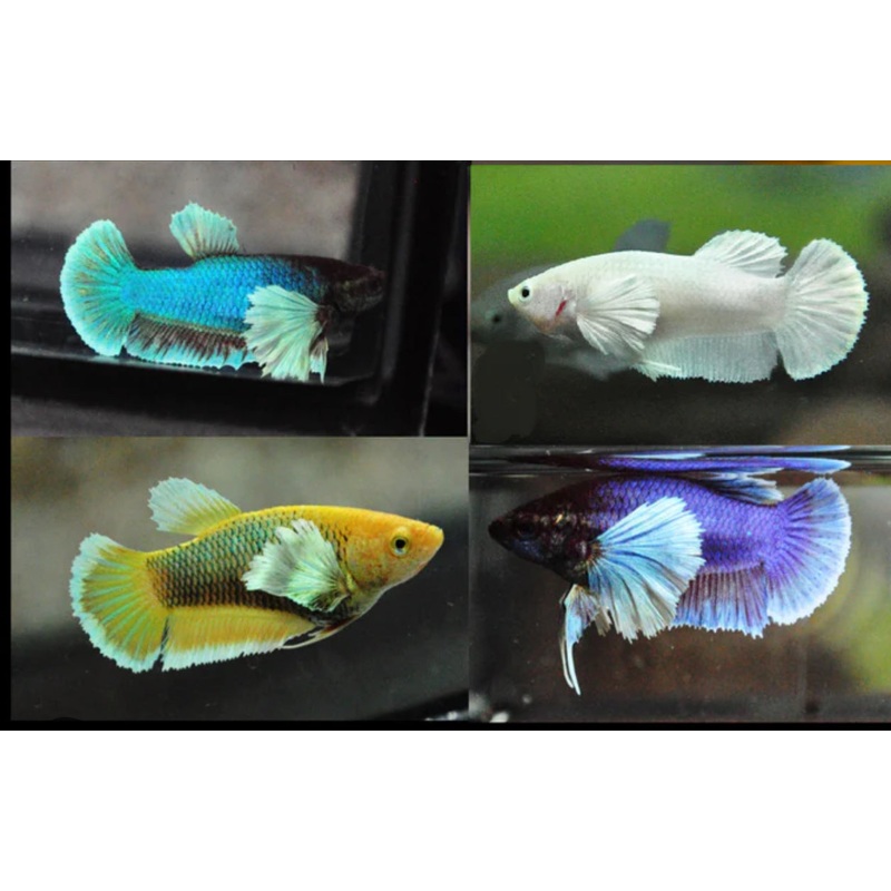Dumbo Ear Female Betta