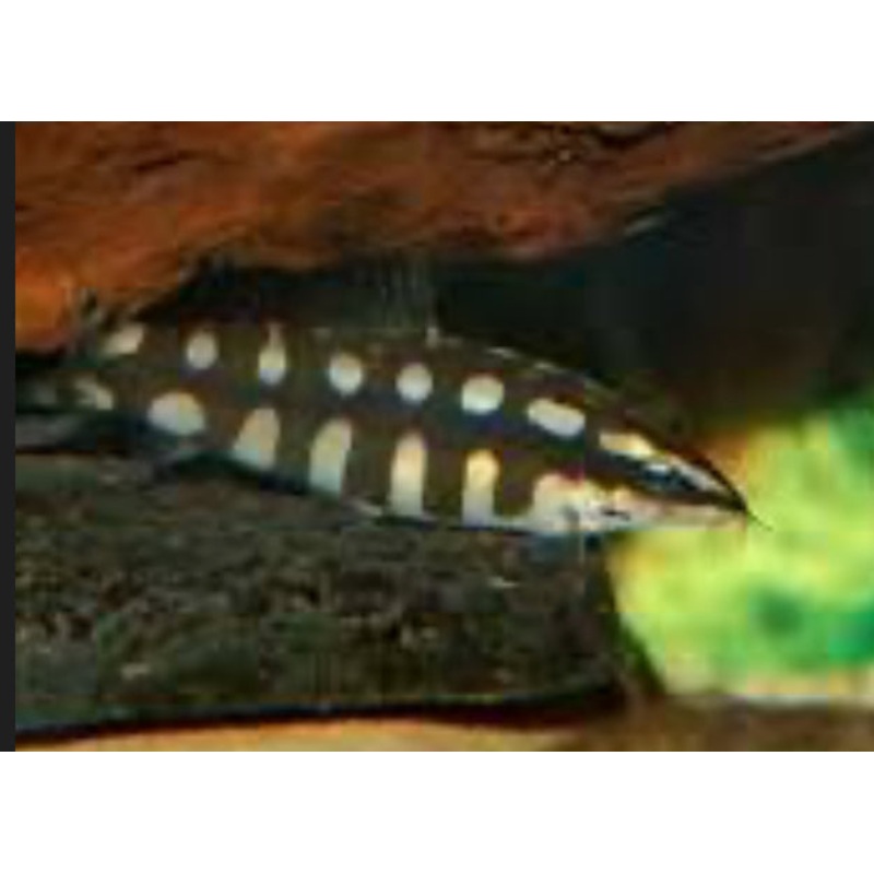 Dwarf Chain Loach / Sidthimunki Botia (Ambastia sidthimunki)