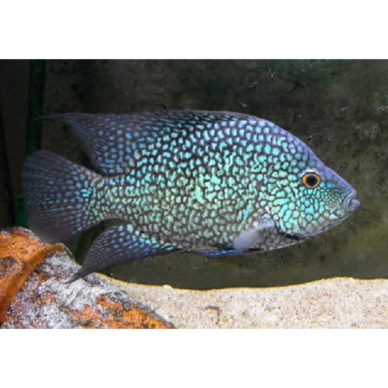 Electric Blue Texas Cichlid (Herichthys Carpintis)