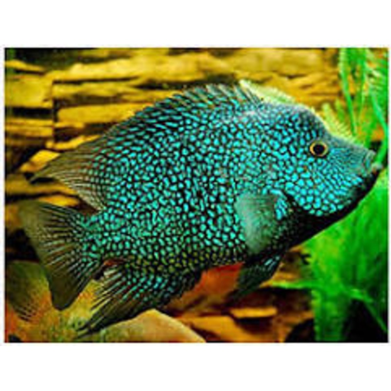 ESCONDIDO CARPINTIS (BLUE CARPINTIS)