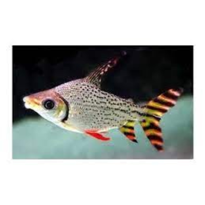 Flagtail Prochilodus