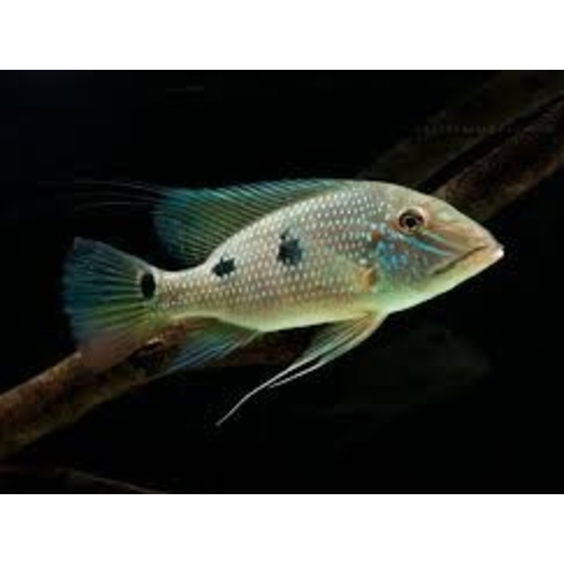 Geophagus Daemon  Three Spot Eartheater (Satanoperca daemon)