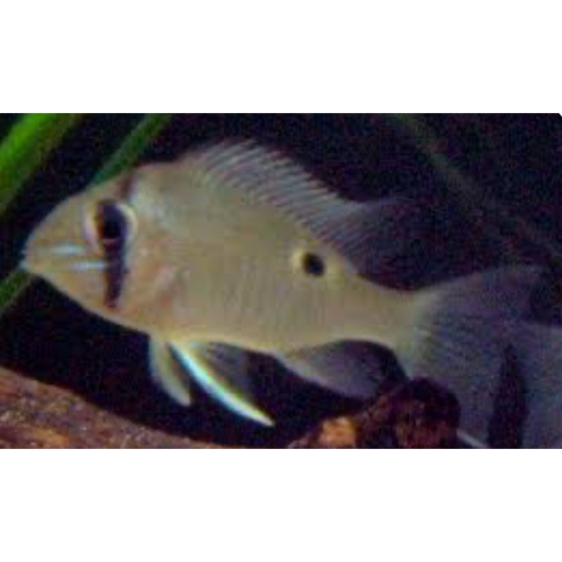 Geophargus Cupid